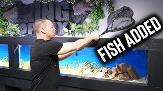 PIRANHA ADDED to 16 foot long planted aquarium  - The king of DIY