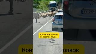 Лучшие зоопарки прямо на дорогах Грузии, бесплатно! #грузия #georgia #путешествиенамашине