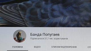 СТРИМ On Line Ответы на вопросы о волнистых попугаях