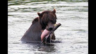 Bear catching and eating salmon at Kuril lake, Kamchatka