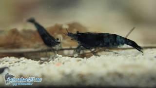 Caridina cantonensis sp. "Black Tiger" - черная тигровая креветка