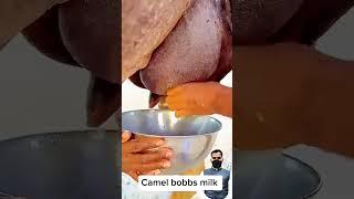 Camel  Live Milk
