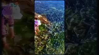 Shoal Of Fish | FT - 206