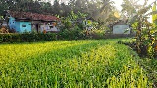 BETAH BANGET !! SUASANA PAGI HARI INI DI PERKAMPUNGAN DI PEGUNUNGAN PELOSOK TASIKMALAYA