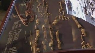 Human-like species discovered in South Africa