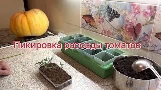 Пикировка рассады томатов