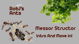 Messor structor | New Colony Introduction And Move In