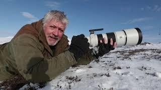 Wildlife Photography Mountain Hares 1 + Snow Buntings, Scotland