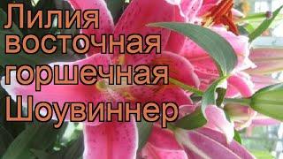 Лилия восточная горшечная Шоувиннер (lilium)  Шоувиннер обзор: как сажать, луковицы лилии Шоувиннер