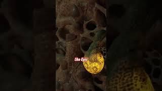 The Impact of a Half-Life 3 Announcement