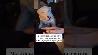 Пес из приюта, реакция #собакадругчеловека #собакаизприюта #собака