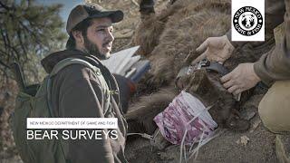 Black Bear Surveys in New Mexico