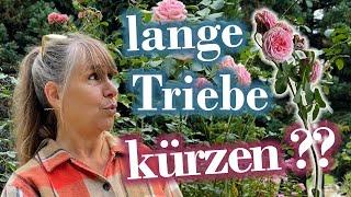 ROSEN: Rückschnitt? Die Unterschiede ( öfterblühend / einmalblühend )