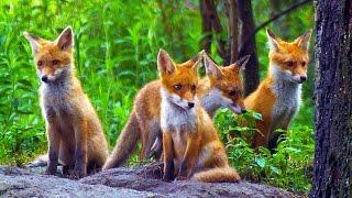 CUTE RED FOX PUPS/ Young red foxes playing / Nature Documentary