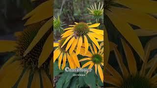 Echinacea