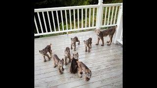 THEY CAME BACK!!!!!  LYNX FAMILY RETURNS TO ALASKA DECK!