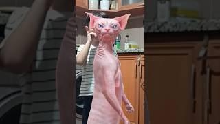 DELİ BUNLAR #kedi #müzik #tiktok #çocuk #dans #şarkı #shortvideo #funny #pets #funnyanimals #cute