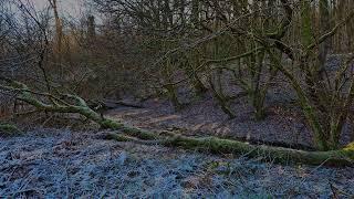 The murmur of a stream in the forest at night. Relaxing sounds of nature for sleep and relaxation.