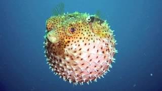 Andrew recites: Puffer Fish by Doug MacLeod