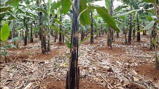 Unlocking the Secrets of Banana Farming in Uganda: Banana Farming Techniques for a bountiful Harvest