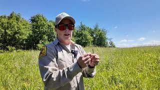 Collecting Porcupine Grass Seed With the DuPage Forest Preserve District