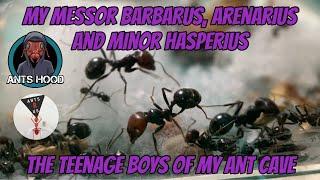 My Messor Barbarus, Arenarius and Minor Hesperius, The Teenage Boys of my Ant Cave