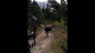 Montana Shiras 3 yards.mp4