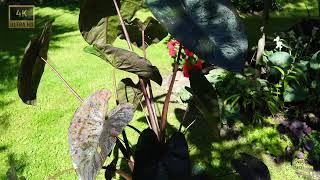 Colocasia Esculenta Black Magic Taro XXL  Back Garden