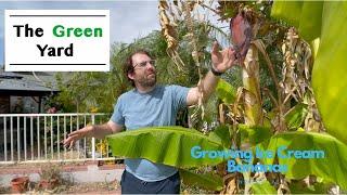 Racks of Bananas!!! Growing an Ice Cream Banana (Blue Java) in Phoenix, AZ