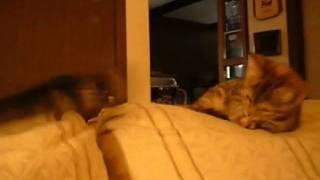 cute cats