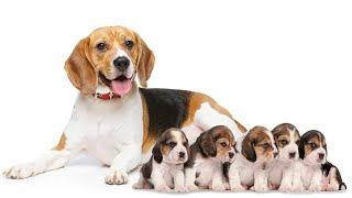 Beagle mom giving birth and cute Beagle puppies