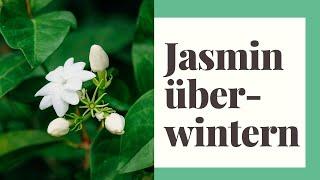 Jasmin überwintern - So klappt das Jasmin winterfest machen garantiert!