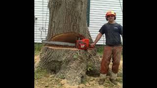 TW Enterprises Tree and Landscape Company