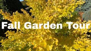 Iseli Nursery Fall Garden Tour Part 1 | Specimen Ginkgo, Conifers,  and Japanese Maples