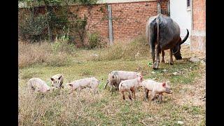 Rare Video Of Piggy  Looking For Food In Field - Asia Pets - Street Animals