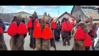 RomanianTradition Cacacca 2023 End Of The Year In Real Bear Skin #traditional