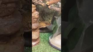 Leopard Gecko And Chameleon Meme!!️
