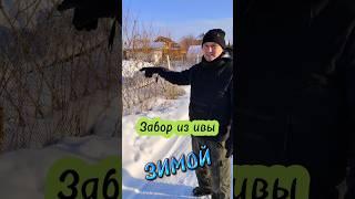Как выглядит плетёный забор из ивы зимой #diy #забор #ива #дача