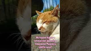 Рыжий кот ищет дом!Санкт-Петербург, тг Evdemonika #жизнь #кот #любовь #хозяиин