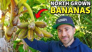 EPIC Gardening Secrets For GROWING BANANAS In Cold Climates!