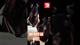 Isko Bolte Hai Quality Kota | JD Goat Farm