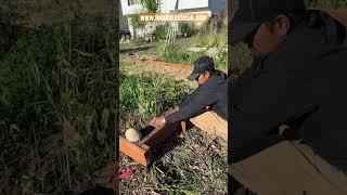 How to plant a living fence #utah #howto #beginners #livingfence #willow #permaculture #garden #tree