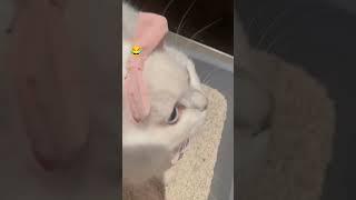 Cat Cuteness Chronicles | MeowMini Moments