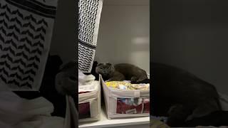 Sister Minnie is sleeping on my clothes #cat #catvideos #funnycatvideos