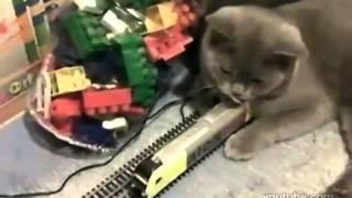 CATzilla attacked the train (КОТзилла напал на поезд)