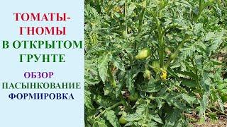 ТОМАТЫ-ГНОМЫ В ОТКРЫТОМ ГРУНТЕ. КАК ПАСЫНКУЮ, КАКИЕ ЛИСТЬЯ УДАЛЯЮ ДЛЯ ОТЛИЧНОГО УРОЖАЯ.