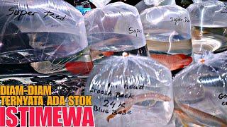 DIAM-DIAM TERNYATA ADA STOK YANG ISTIMEWA !!! UPDATE HARGA IKAN ARWANA DI JATINEGARA TERBARU