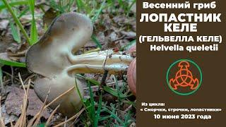 Весенний гриб Лопастник Келе. Helvella queletii.