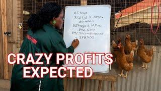 How much profit i expect from 3000 birds per month, and payback period .