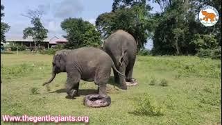 Elephant Enrichment Program - Gentle Giants Stay Home Project 